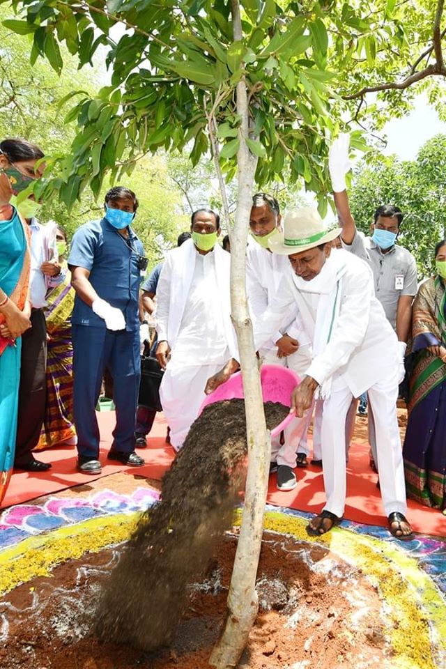 ఆసక్తికరం: కేసీఆర్ నాటిన ‘వీఐపీ’ మొక్క కథ! ఆసక్తికరం: కేసీఆర్ నాటిన ‘వీఐపీ’ మొక్క కథ!