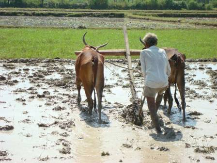ఎడ్లకు ‘ముందు’ నాగలి కట్టాలె… అంతే కదా సారూ!? ‘నియంత్రిత’ సాగుపై కవితాంకుశం!! ఎడ్లకు ‘ముందు’ నాగలి కట్టాలె… అంతే కదా సారూ!? ‘నియంత్రిత’ సాగుపై కవితాంకుశం!!