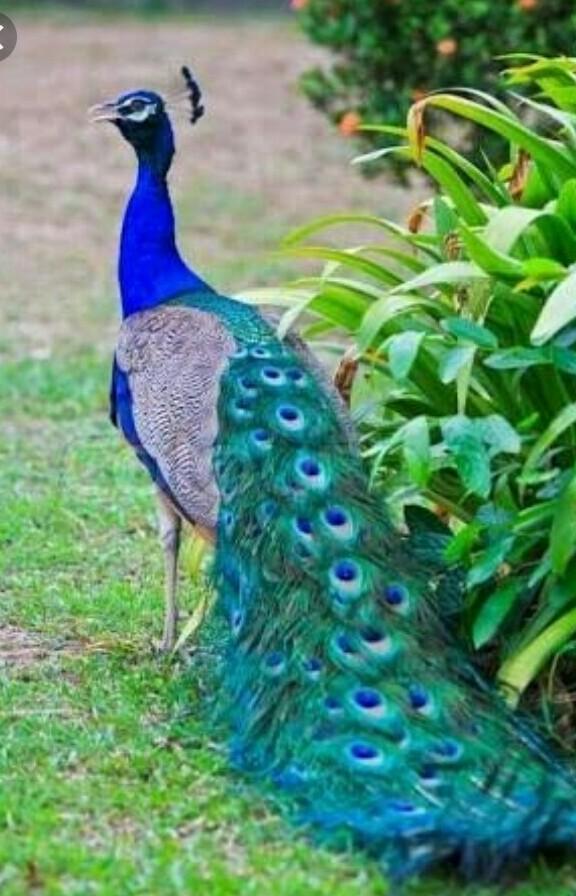 ఉత్తుత్తినే ‘జాతీయ పక్షి’ కాలేదు సుమీ!