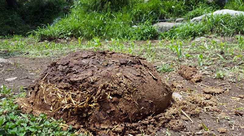 ఆవు ‘పేడ’ చోరీ!