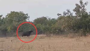 అడవి దున్న హల్ చల్..