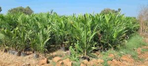 తుమ్మల ఇలాఖాలో ‘గొడ్డు’ ఆయిల్ పామ్ మొక్కల బాగోతం