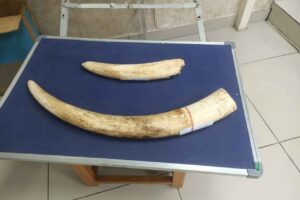 రూ. 3 కోట్ల విలువైన ఏనుగు దంతాల పట్టివేత, ఒకరి అరెస్ట్