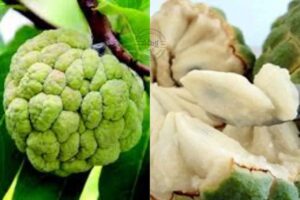 సీతాఫలం సీజన్ ముగుస్తోంది.. పండుగ చేసుకోండి