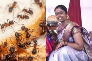 చీమల ఫోబియాతో మహిళ ఆత్మహత్య