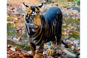 ప్రపంచంలోనే అరుదైన బ్లాక్ టైగర్., మన అడవుల్లోనే..!