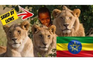 నిస్సహాయ పిల్లల రోదనను క్రూర మృగాలు గ్రహిస్తాయా? బాలికను కాపాడిన సింహాల యదార్థ కథ!