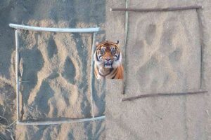 భద్రాద్రి గ్రామాల్లో పులి.. తాజా సంచారం ఎక్కడంటే..!?